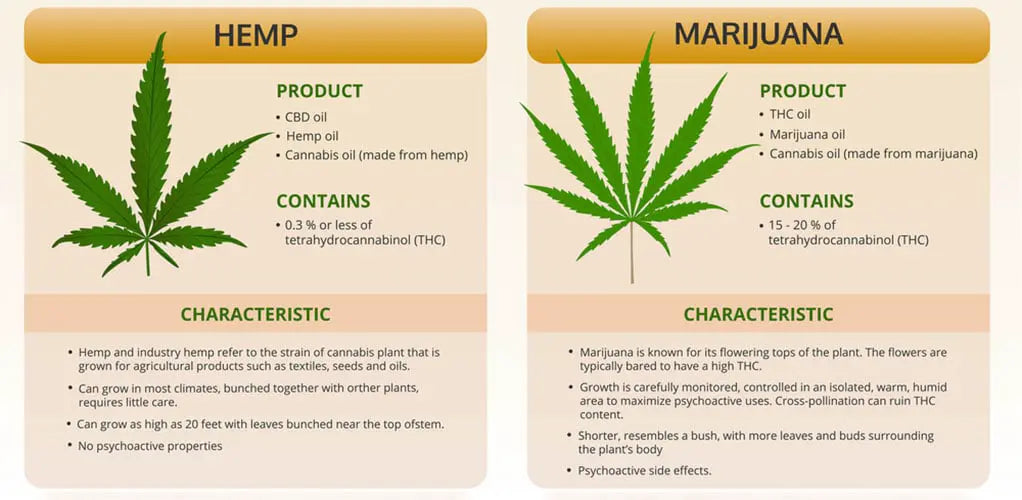 Hemp vs. Marijuana: What's the Difference?