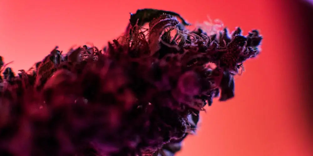 Cannabinoids: What Are They and How Do They Work?