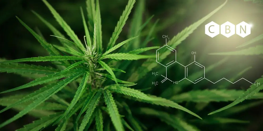 CBN vs CBG: Exploring the Differences between Cannabinoids